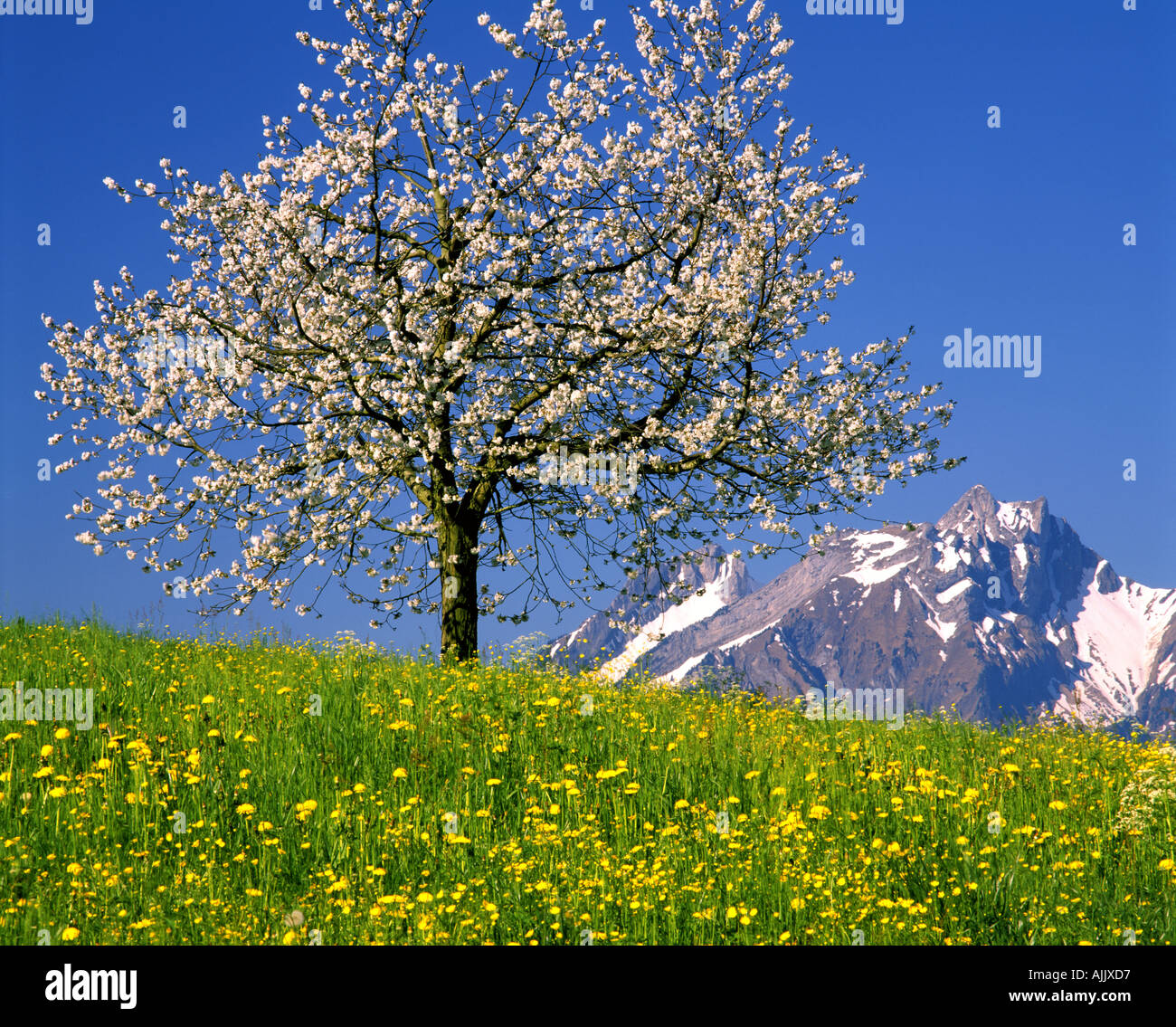 CH - Luzern: Kirschblüten und Pilatus Berg Stockfoto