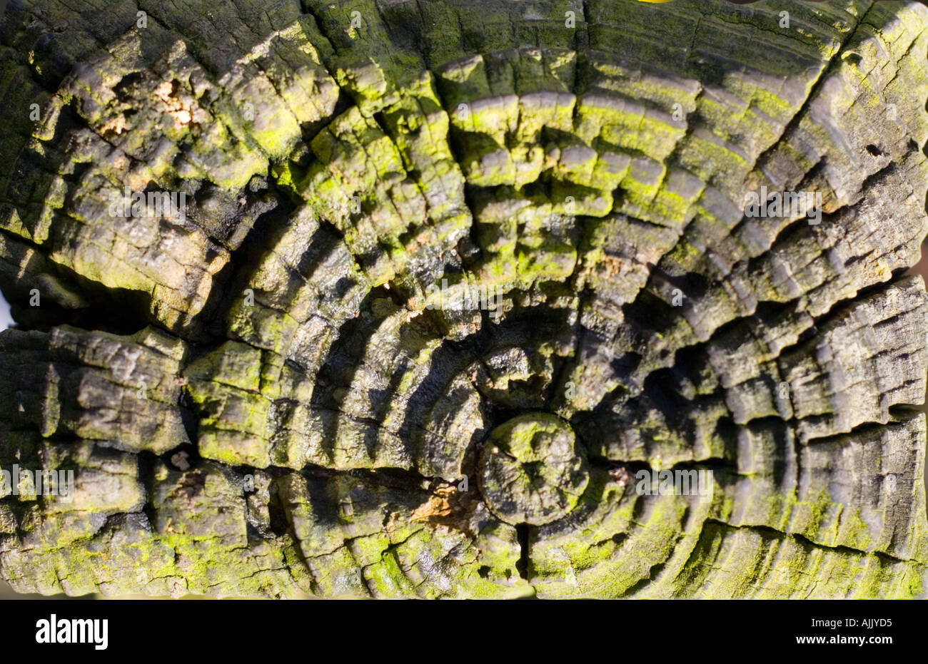 Jahrringe mit Mehltau-Konzept Stockfoto