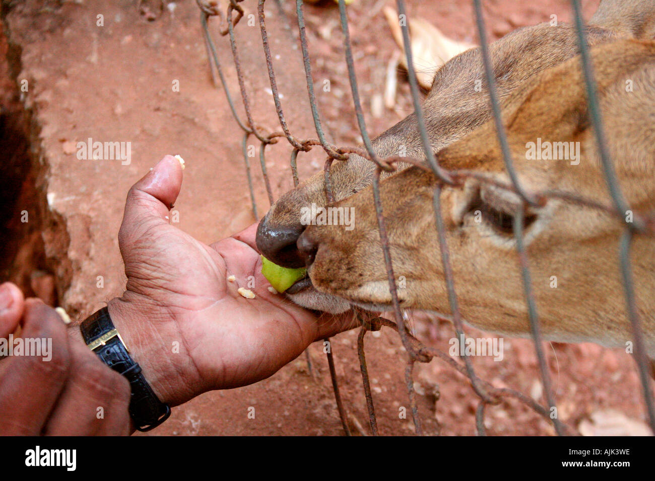 Fütterung der Hirsch in einem Zoo in Cochin, Kerala, Indien Stockfoto