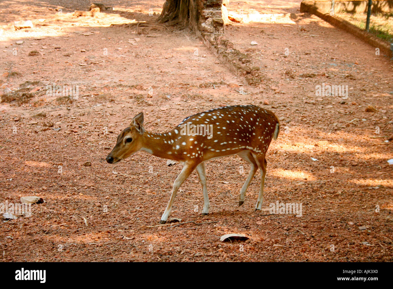 Die indische Hirsche (chital) gefunden in Südindien und Sri Lanka entdeckt Stockfoto