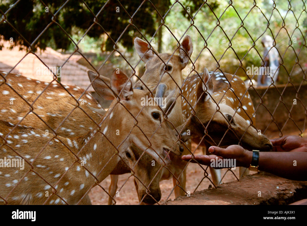 Hirsche, die versuchen, einen Bissen von den leckeren Früchten angeboten von der anderen Seite des Zauns, Kochi, Kerala, Indien Stockfoto