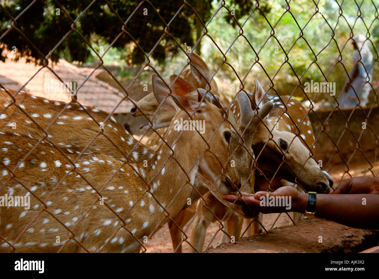 Hirsche in einem Zoo drängen sich um das Essen von der Zoowärter hinter dem Zaun, Kochi, Kerala, Indien Stockfoto