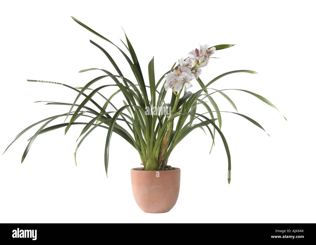 Orchidee Stockfoto