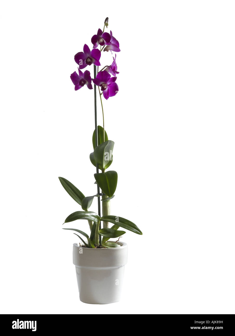 Orchideen Phalaenopsis sp Stockfoto