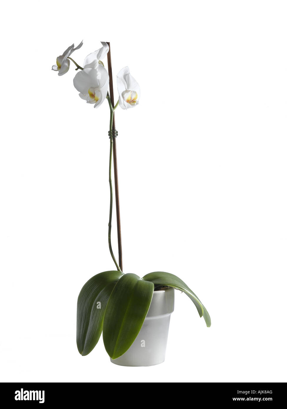 Orchideen Phalaenopsis sp Stockfoto