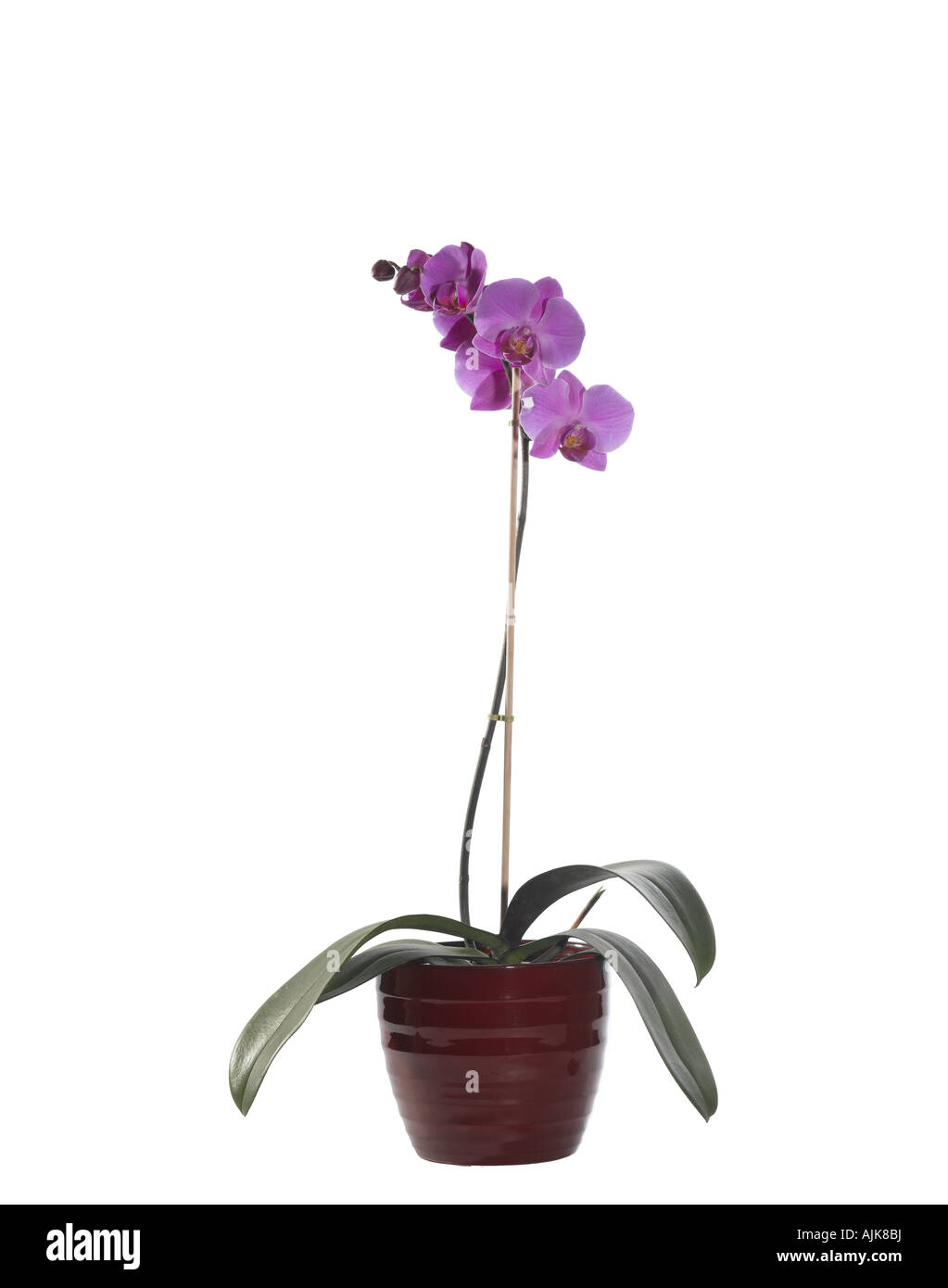 Orchideen Phalaenopsis sp Stockfoto