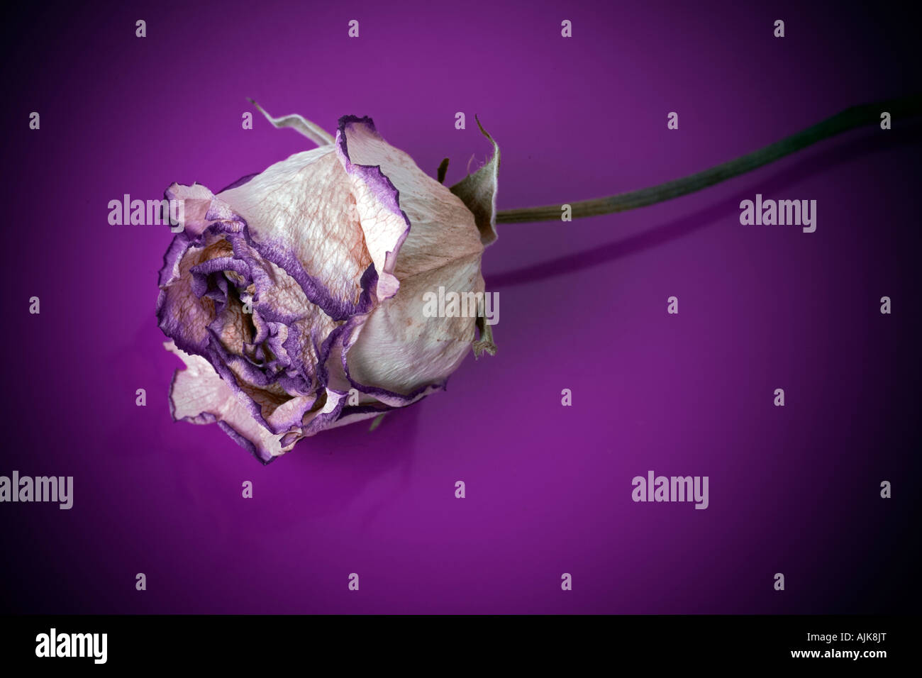 Eine verblasste und verwelkte Rose (Rosa sp) auf einen lila Hintergrund. Rose (Rosa sp) Fanée et Desséchée Photographiée de Studio. Stockfoto