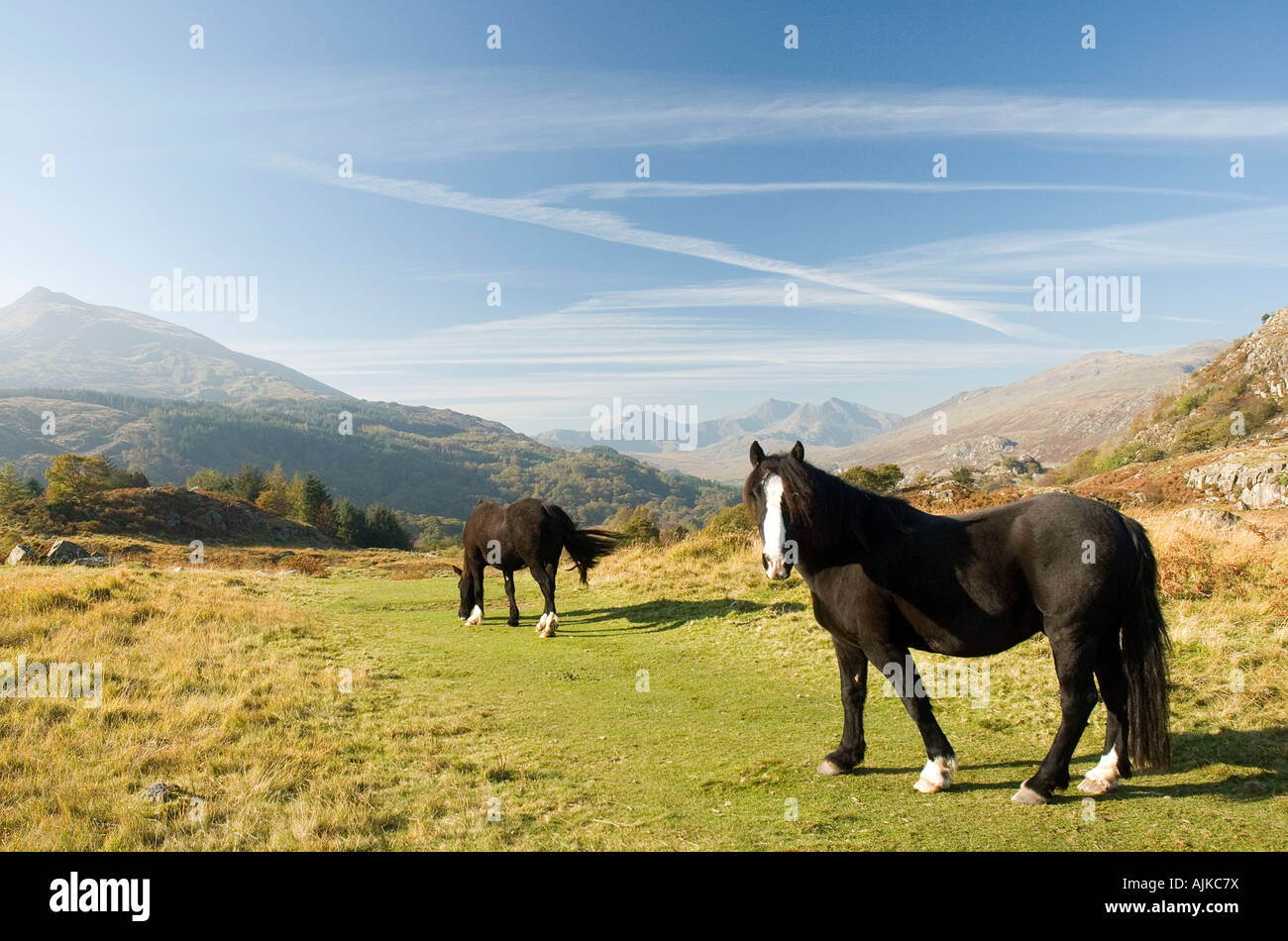 MOEL Siabod und zwei schwarze Pferde Stockfoto