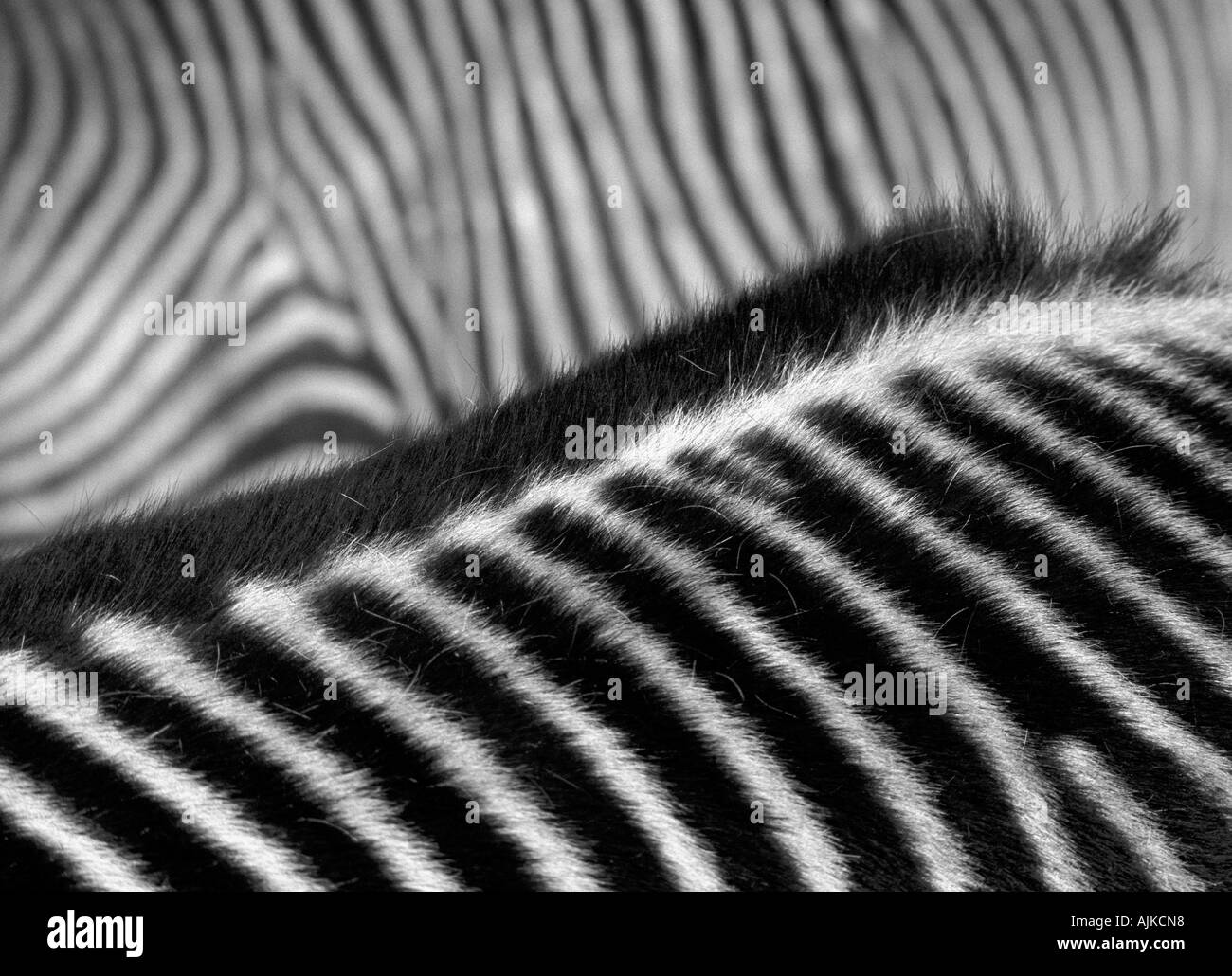 Nahaufnahme von zwei zebras Stockfoto