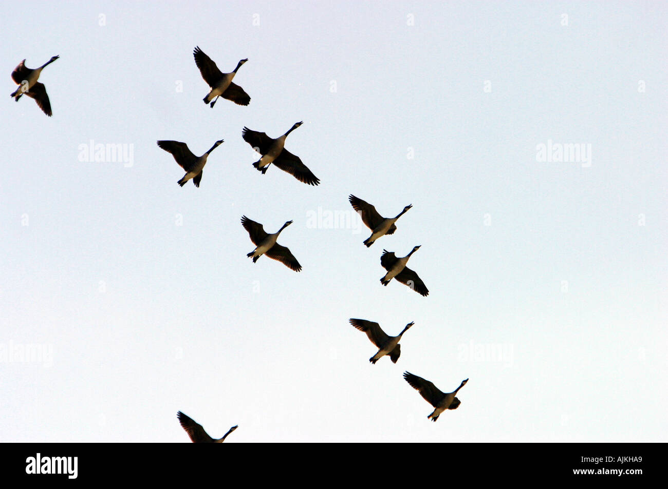 Zugvögel fliegen hoch in ein Winterhimmel Stockfoto