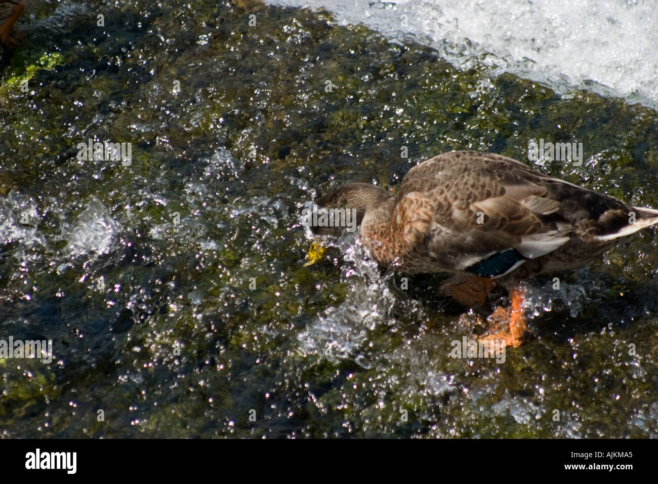 Ente mit Schnabel im Wasser Fütterung auf Wier im Fluss Canche Boubers Sur Canche Pas De Calais Stockfoto