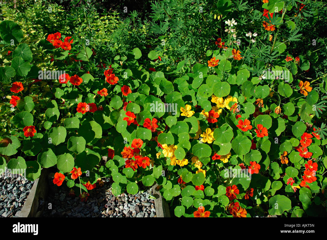 Roten und gelben Kapuzinerkresse Blüten und lebendiges Grün Blätter ... Roten und gelben Kapuzinerkresse Blüten und lebendiges Grün Blätter ...