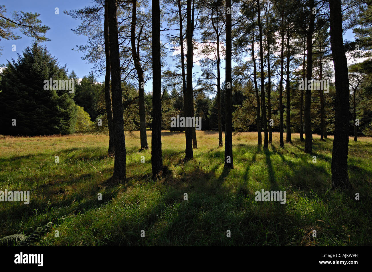 Kiefer & Fichte werden gegen eine Wiese und blauer Himmel in Nadelbaum Wälder in der Nähe von Auchterarder central Perthshire Schottland UK beschrieben. Stockfoto