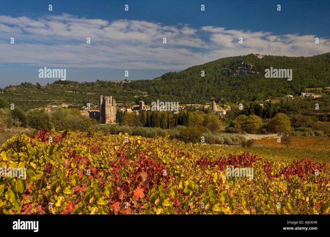 Blick über Weinberge zum Dorf von Lagrasse in der Herbstsonne, Aude, Frankreich Stockfoto