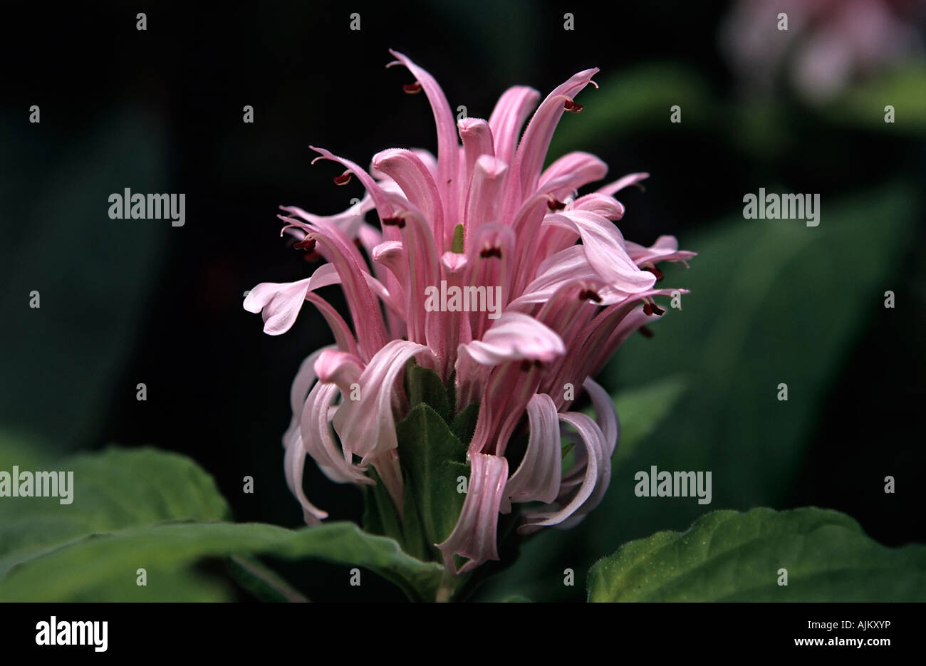 Brasilianische Plume Blume Jacobinia carnea Stockfoto