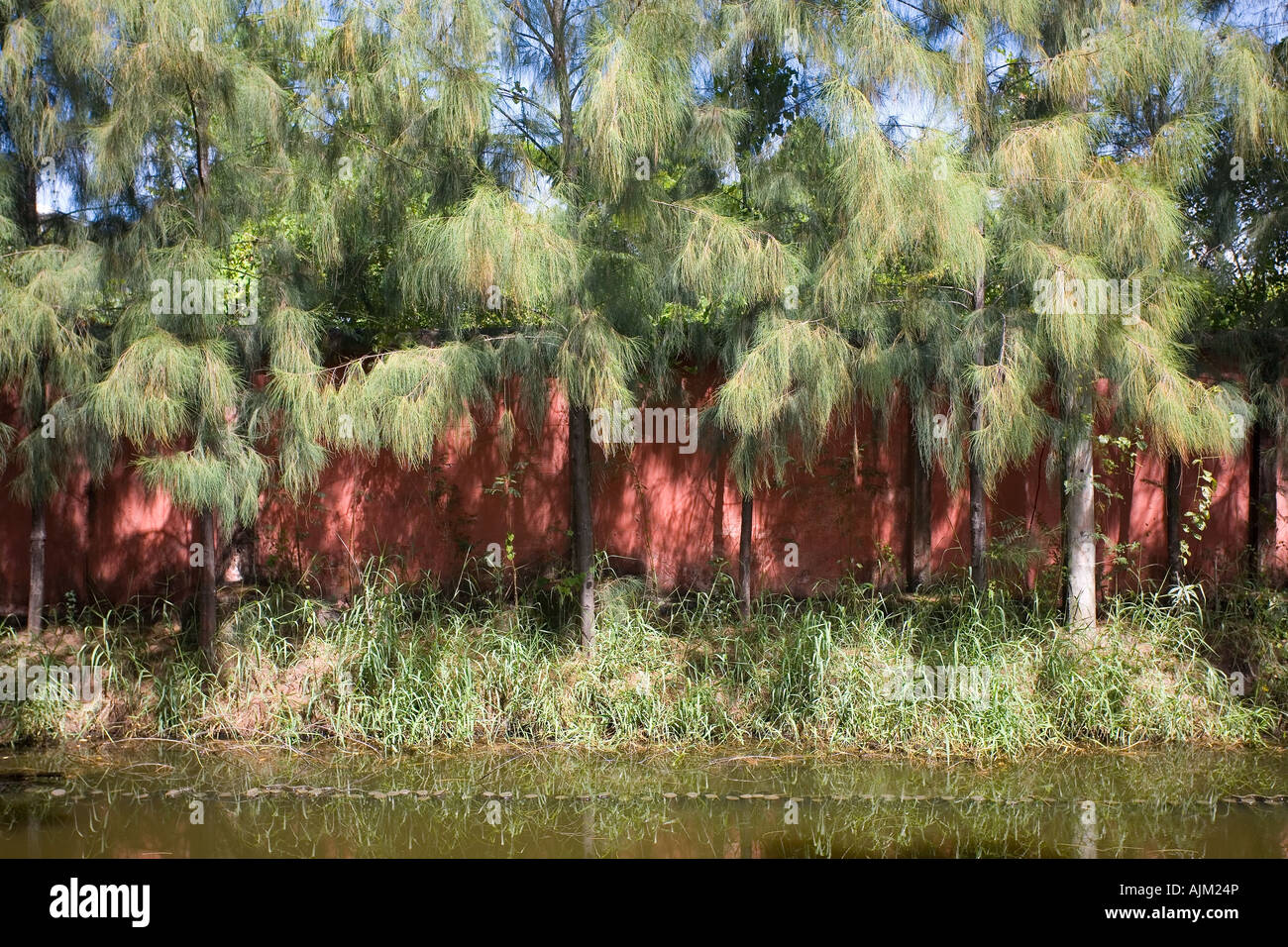 Garten kontrastiert rote Wand hinter grünen Sträuchern Teich im Vordergrund Stockfoto