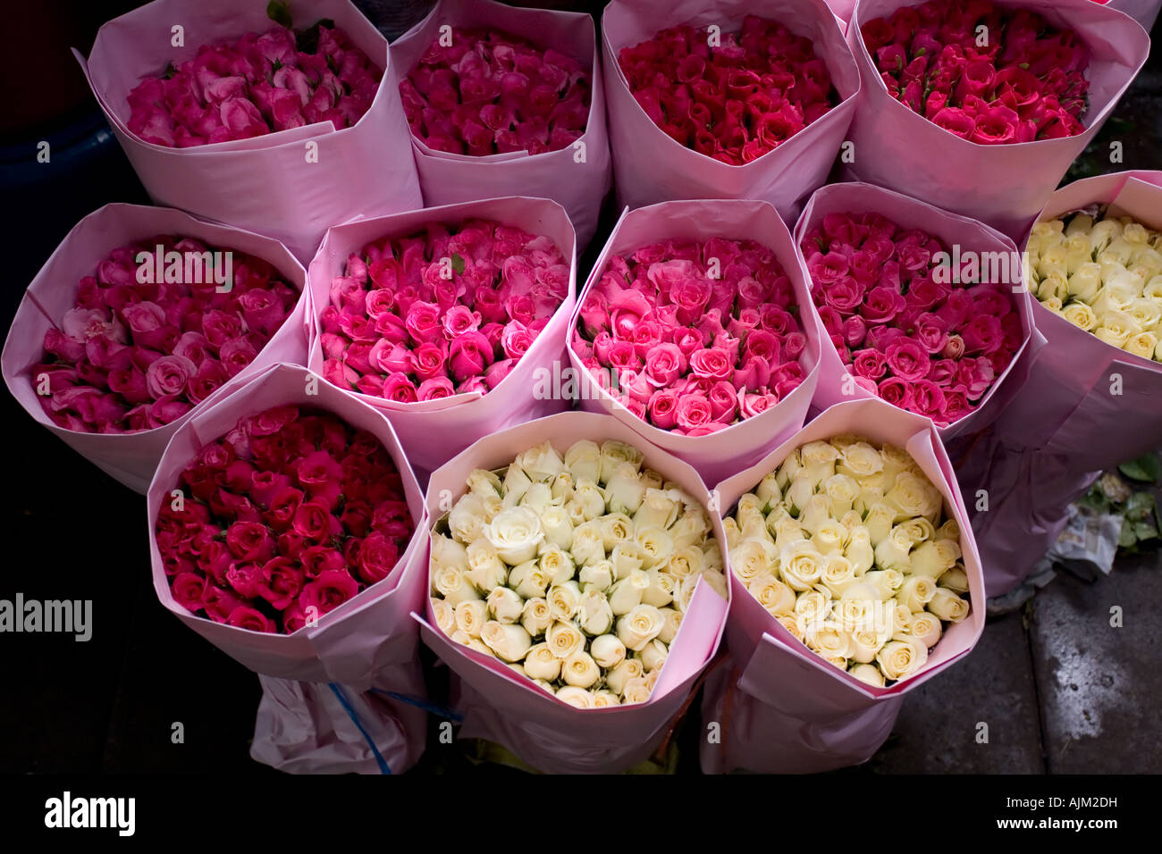 Bangkok rosen Fotos und Bildmaterial in hoher Auflösung Alamy