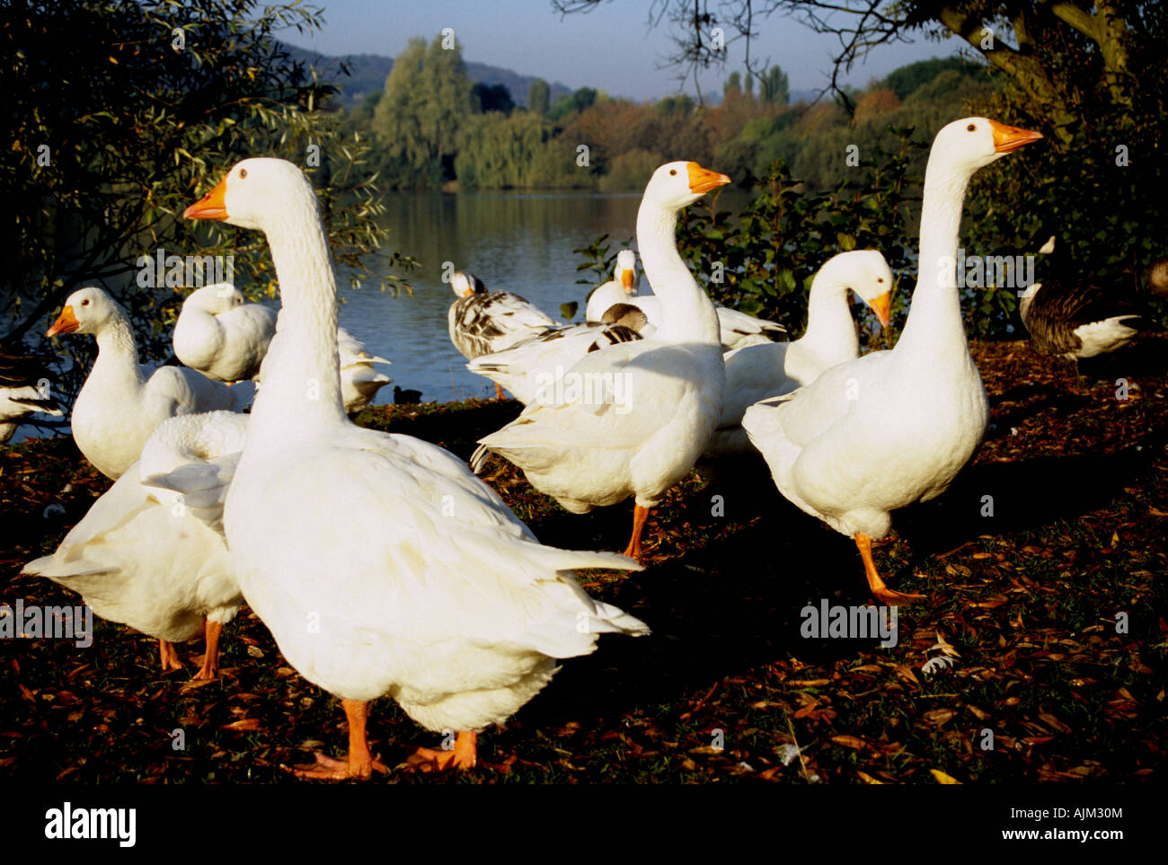 Weiße Gänse in Westport See Stoke-on-Trent Stockfoto