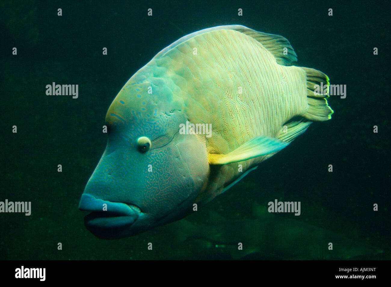 Napoleon-Lippfische Fisch vom Aussterben bedrohte auch bekannt als Beginn oder Maori Wrasse, hoch Arten für seine Lippen und Augen gefangen Stockfoto