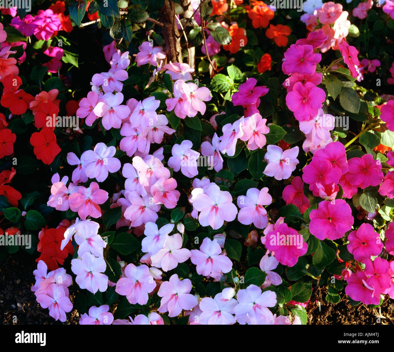 Impatiens Stockfoto