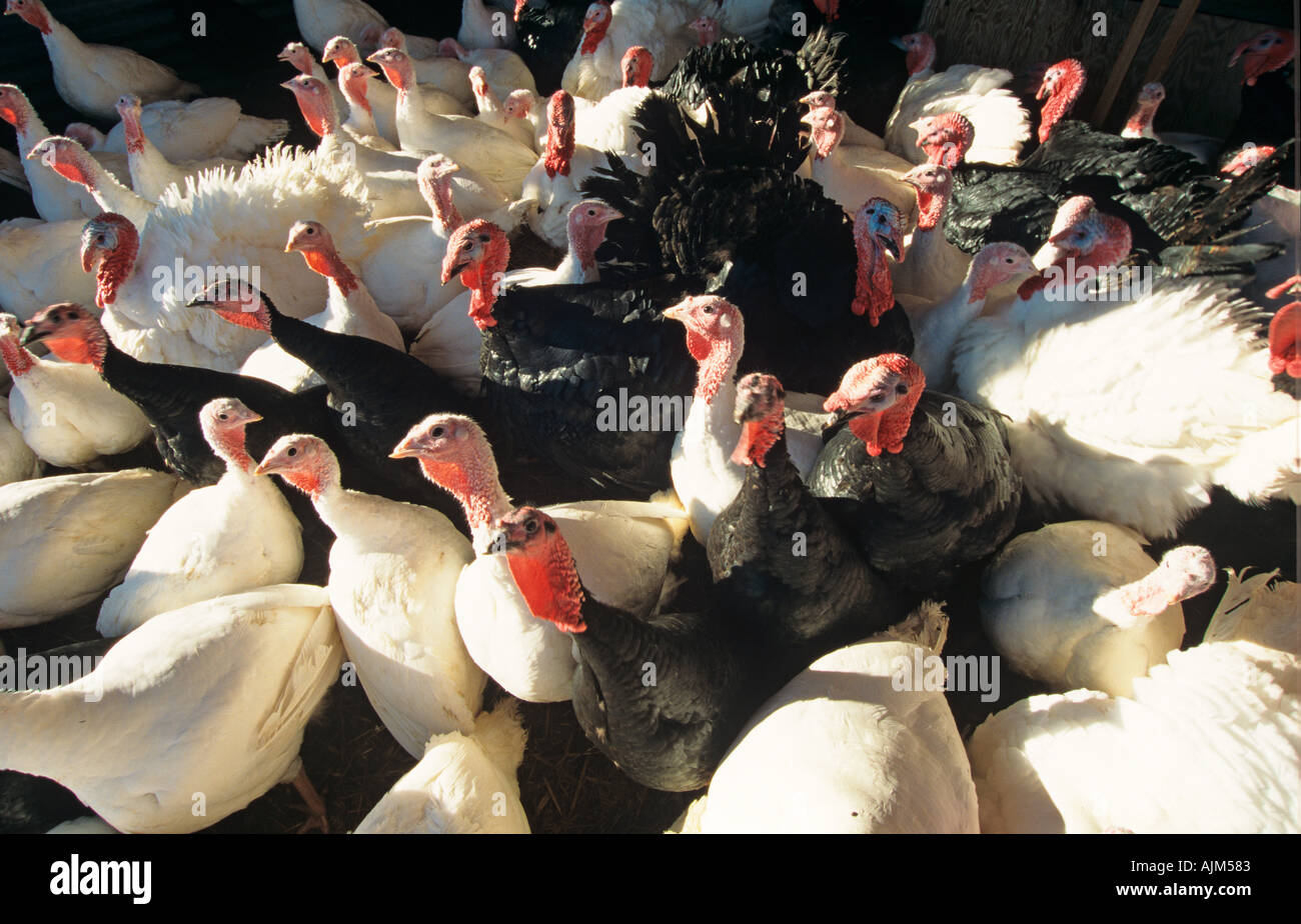 Aufzucht der Türkei Schuppen Bucks UK Winter Stockfoto