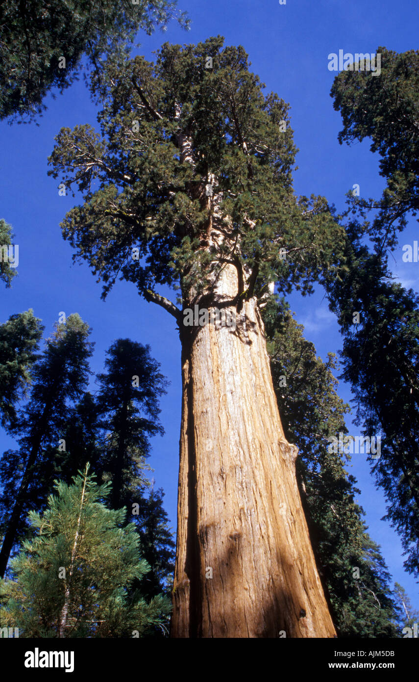 General Sherman Tree Giant Sequoia Kalifornien Stockfoto
