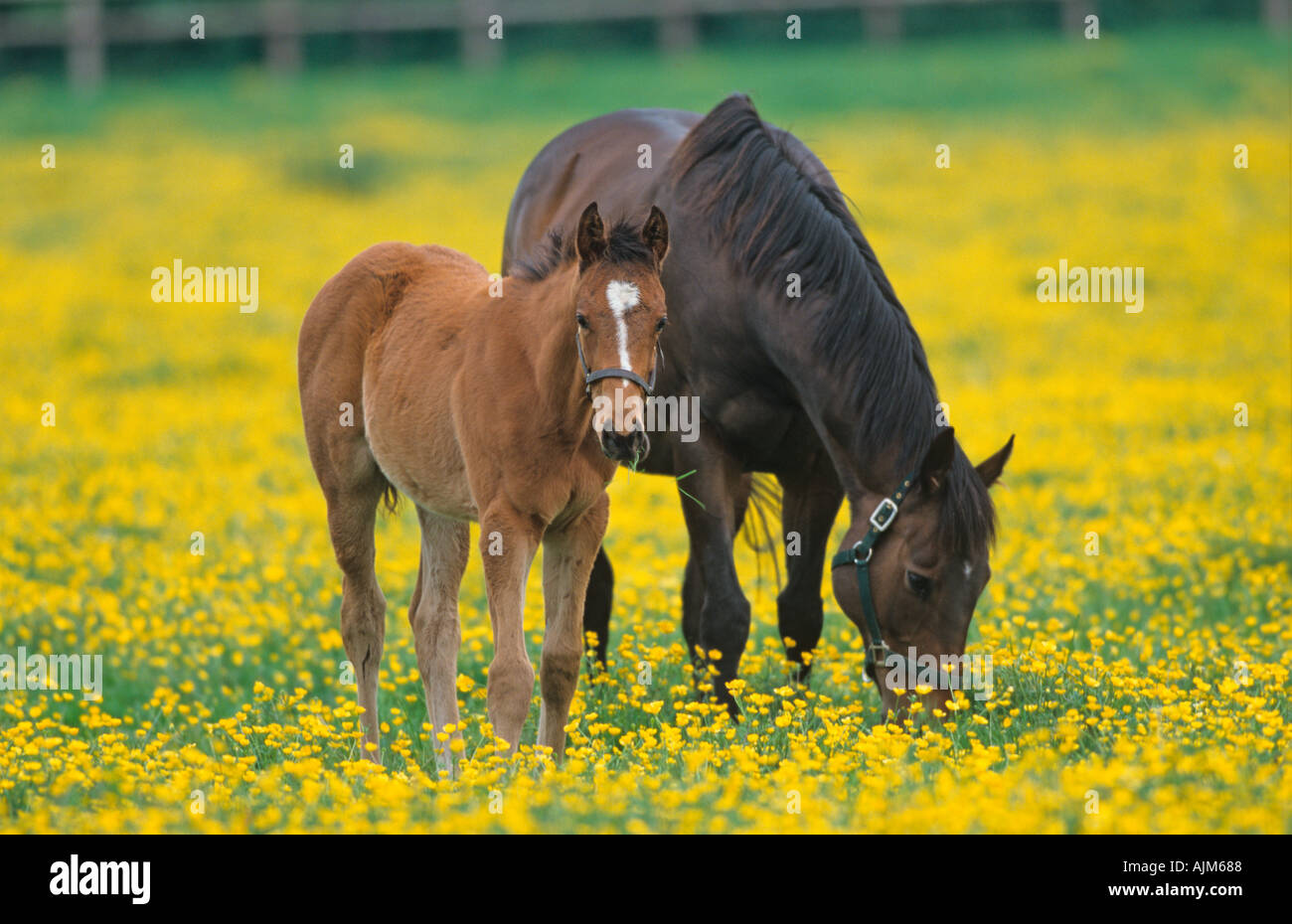 Stute Fohlen in Buttercup Wiese Stockfoto