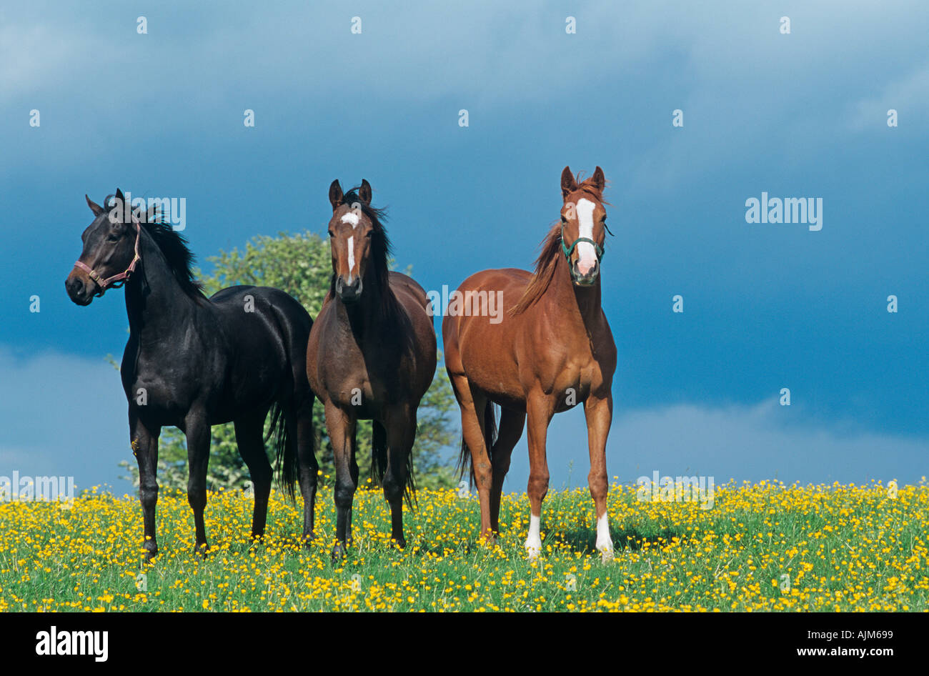 Vollblut Stuten mit Butterblumen Stockfoto