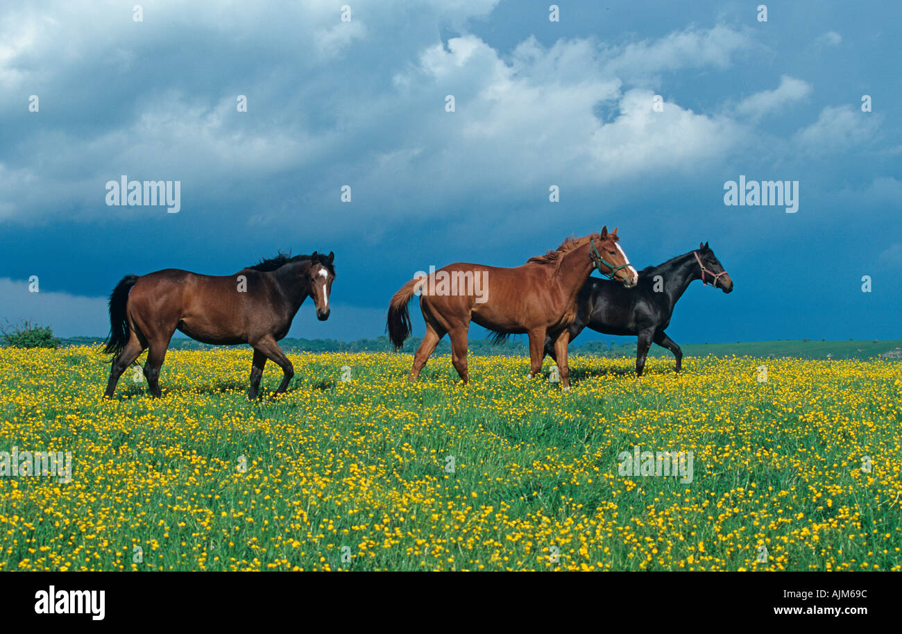 Vollblut Stuten mit Butterblumen Stockfoto