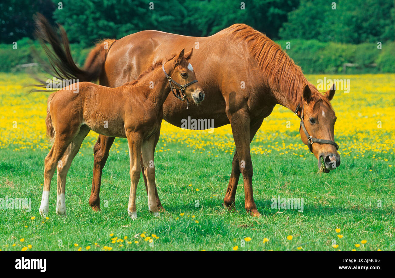 Vollblut Zuchtstute mit Fohlen & Butterblumen auf Hertfordshire Gestüt Stockfoto