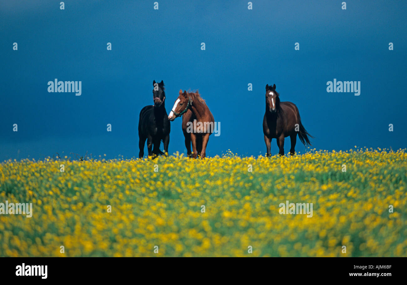 Vollblut Stuten & Butterblumen auf Hertfordshire Gestüt Stockfoto