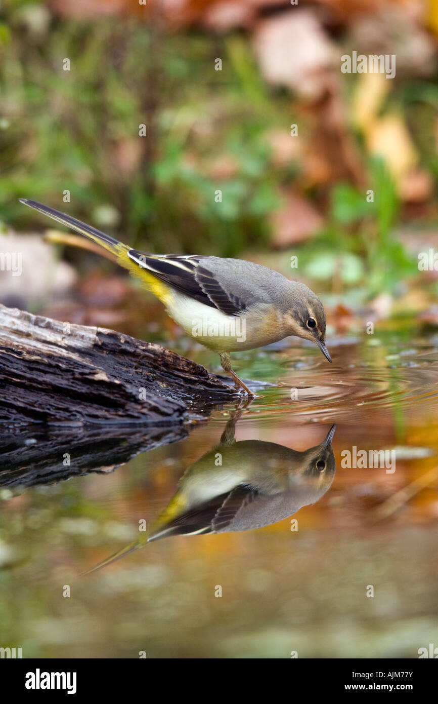 Graue Bachstelze Motacilla Cinerea Fütterung am Rand des Wassers mit Spiegelung im Wasser Potton Bedfordshire Stockfoto