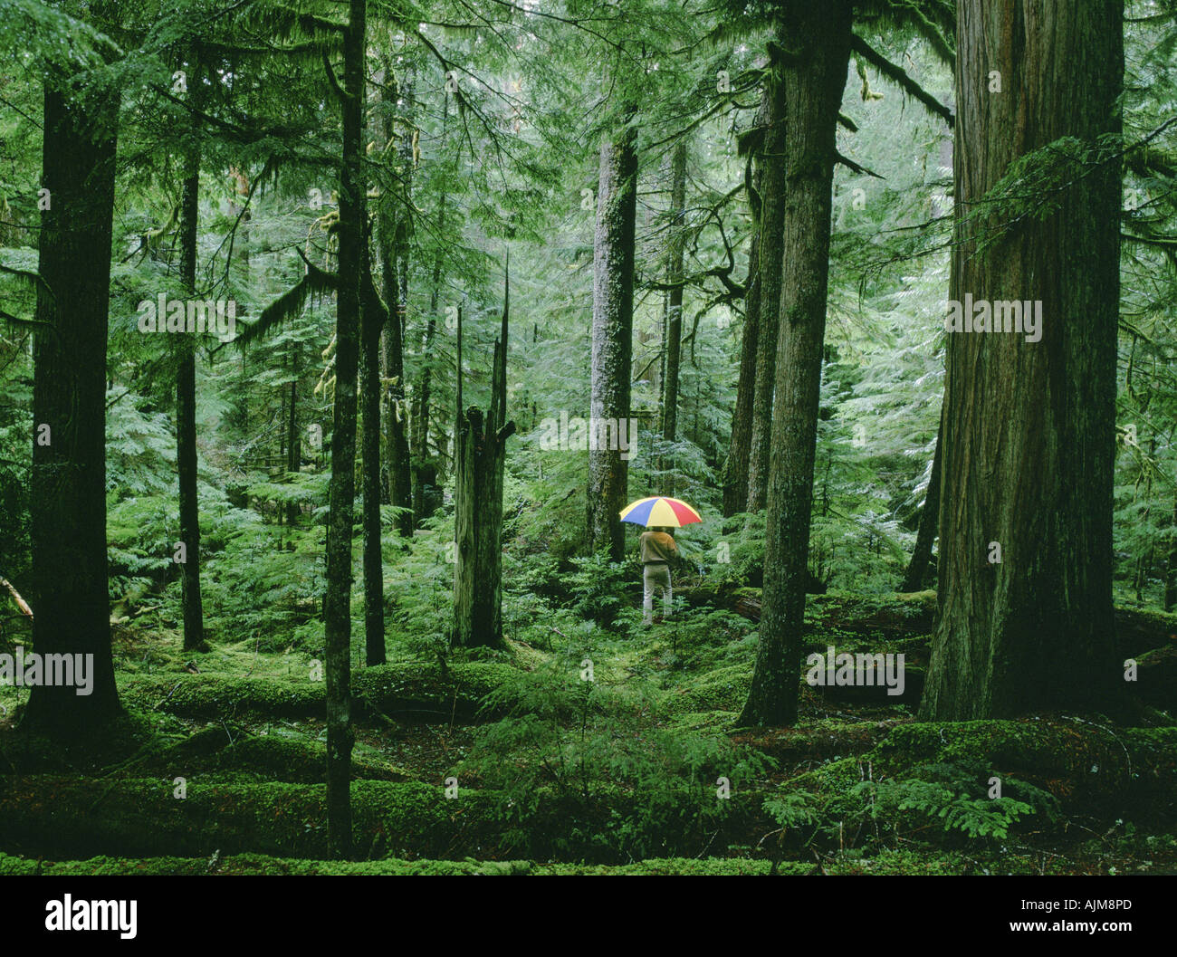 Wald in der Nähe von Mount Ranier Washington Stockfoto