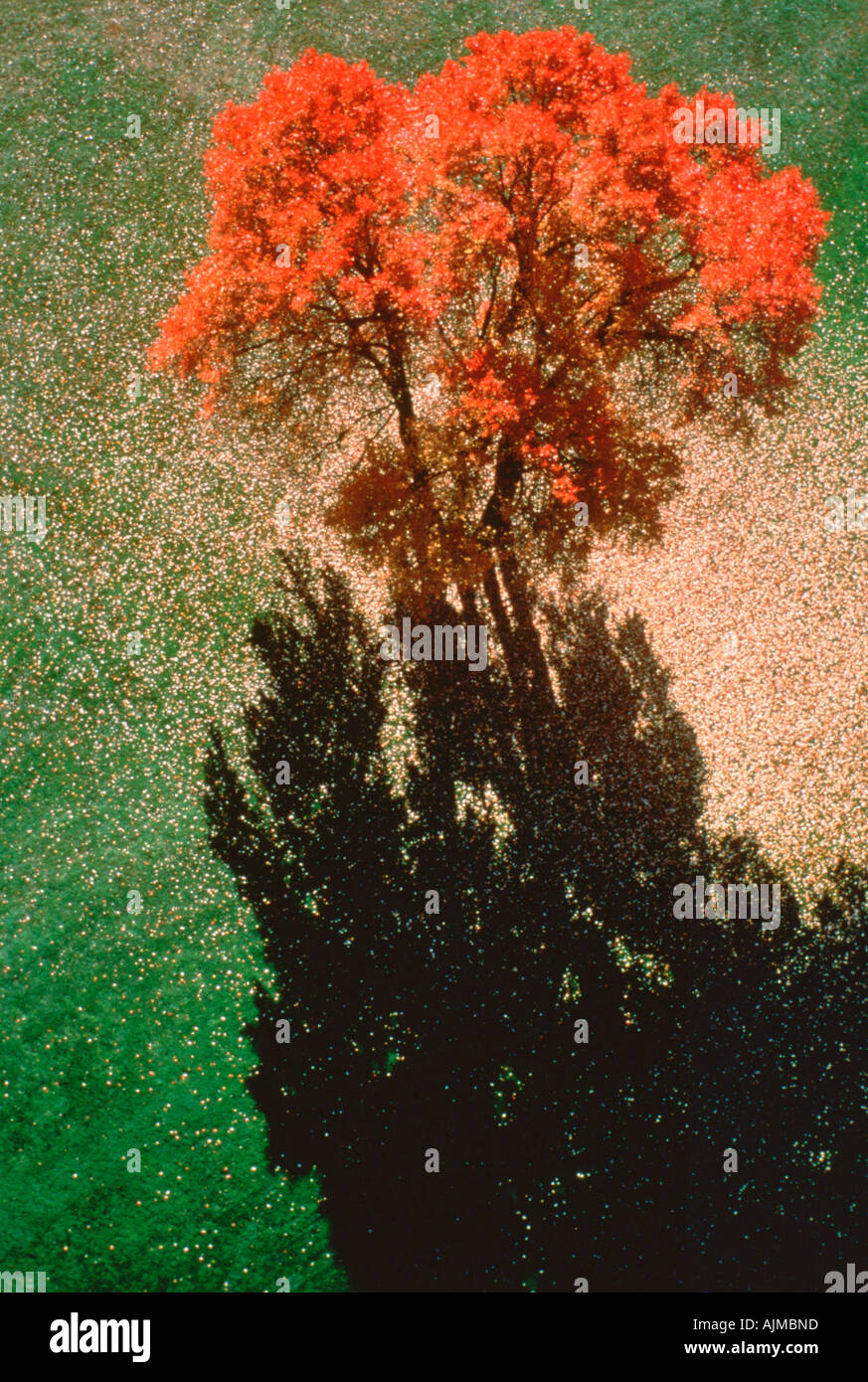 Luftaufnahme eines Baumes im Herbst Blätter Stockfoto