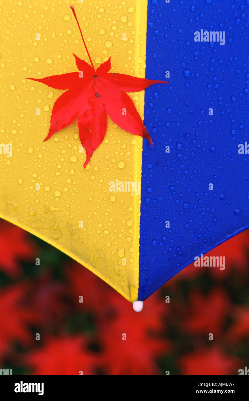 Rotes Blatt auf einen blauen und gelben unbrella Stockfoto