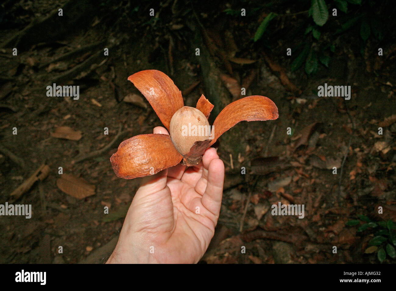 Samen von einem tropischen Dipterocarp Baum, Malaysia Stockfoto