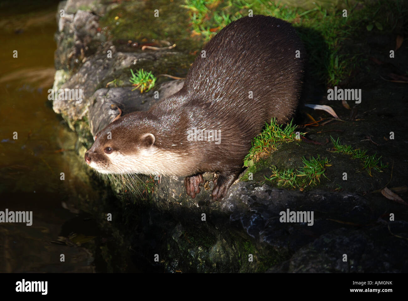 Oriental Beaver, Chessington Zoo, Chessington World of Adventures Theme Park, Chessington, Surrey, England, Großbritannien Stockfoto