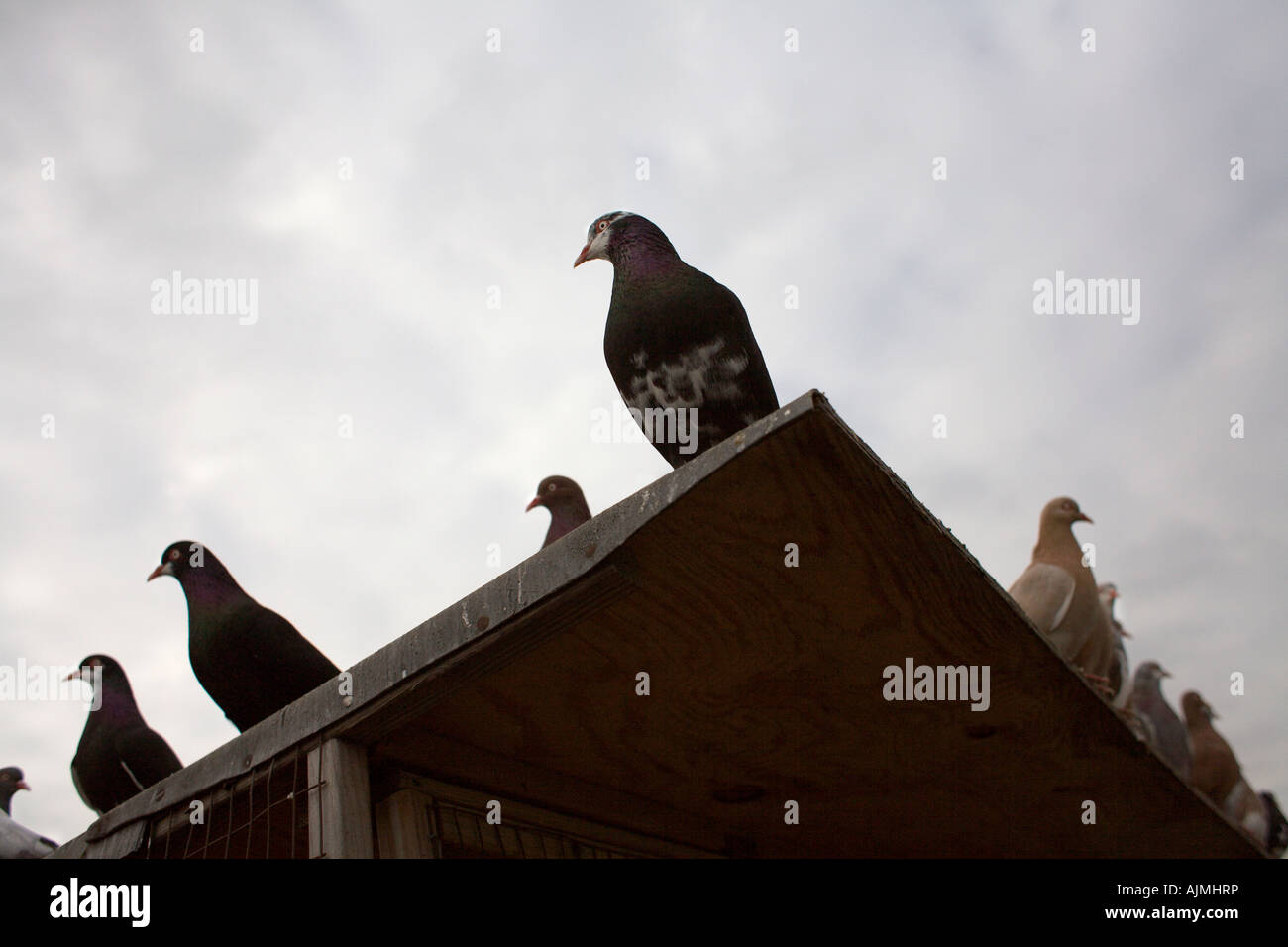 Vögel, die über den Rand zu spionieren, überprüfen, überwachen unsere Leben, großer Bruder Stockfoto