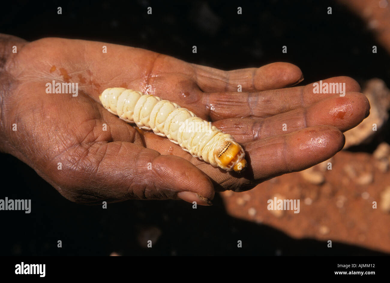 Witchetty grub outback Australien Stockfoto