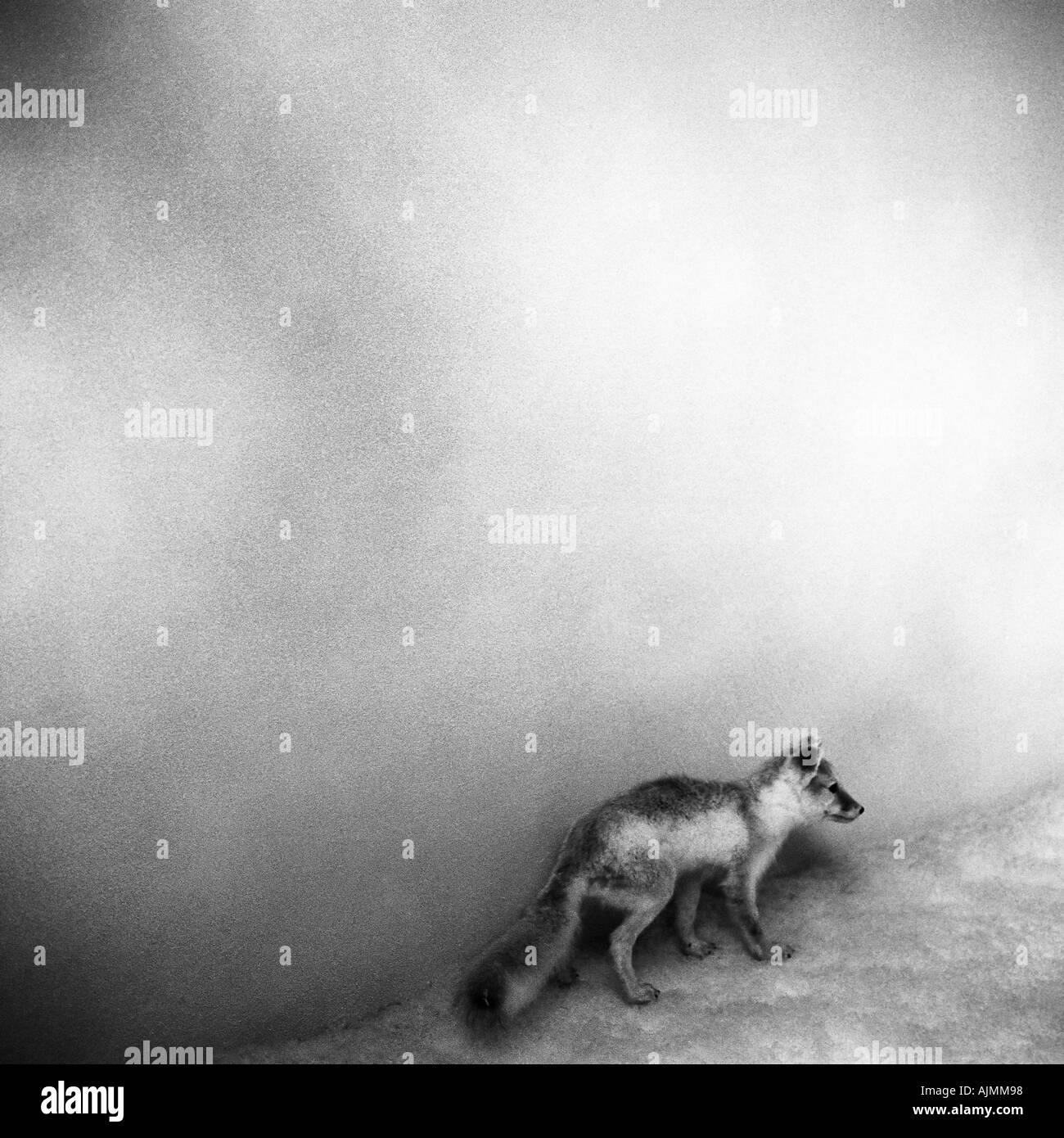 Ausgestopften Fuchs Stockfoto