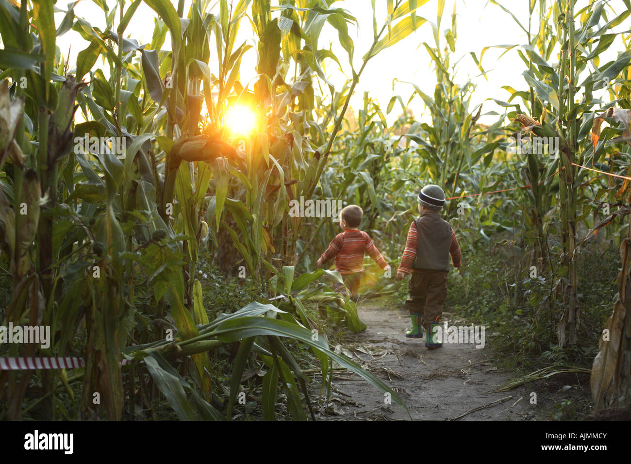 Zwei jungen, die zu Fuß durch ein Maislabyrinth Stockfoto