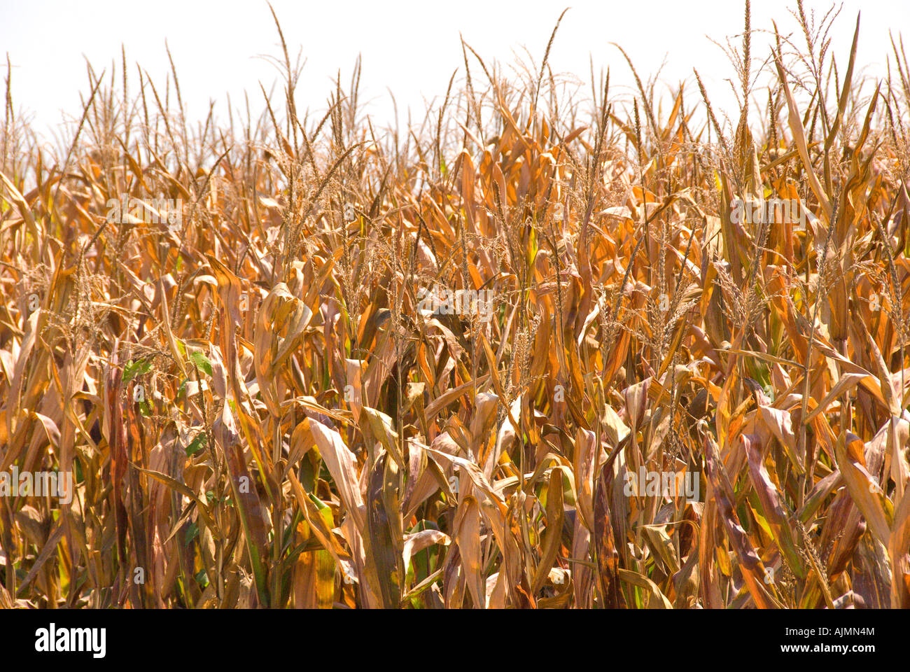 Wetter Dürre vertrocknete Maisfeld mit rissige Erde Stiele ausgetrocknet Stockfoto