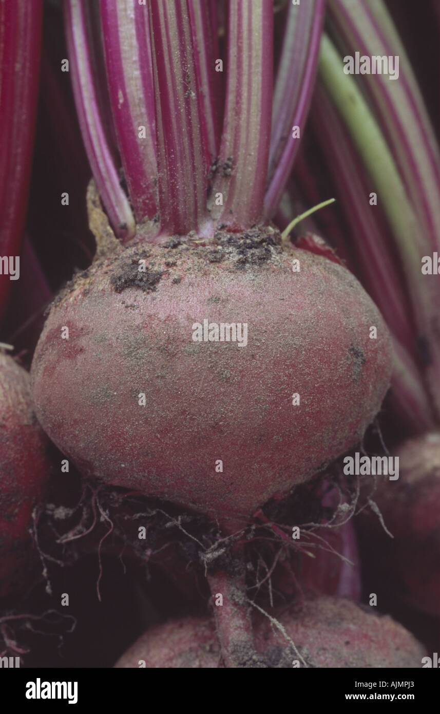 Beta Vulgaris "Chioggia Pink" rote Beete frisch aufgehoben, Erde auf Stamm. Stockfoto