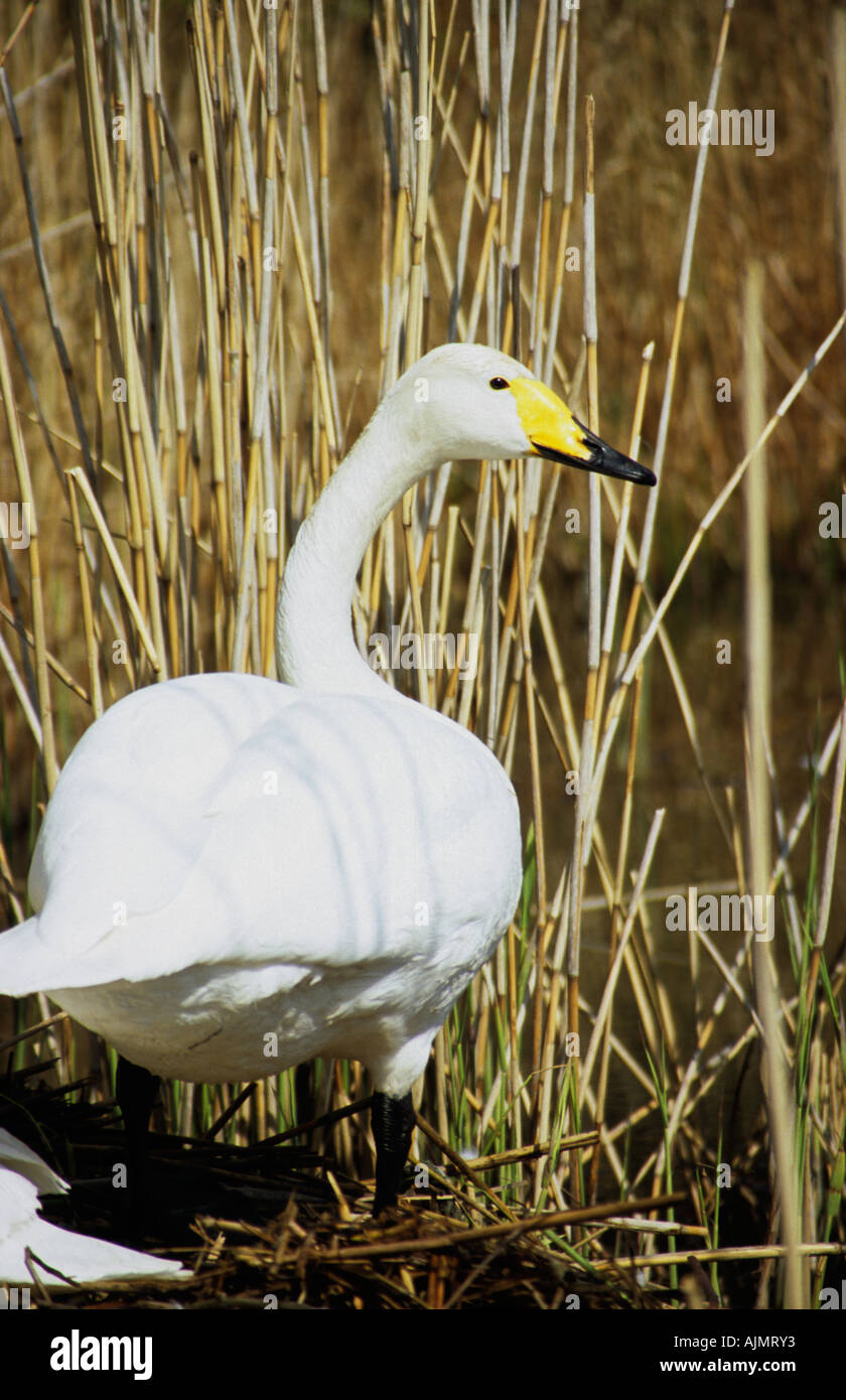 Whooper Schwan Wache über Nest Eier Stockfoto