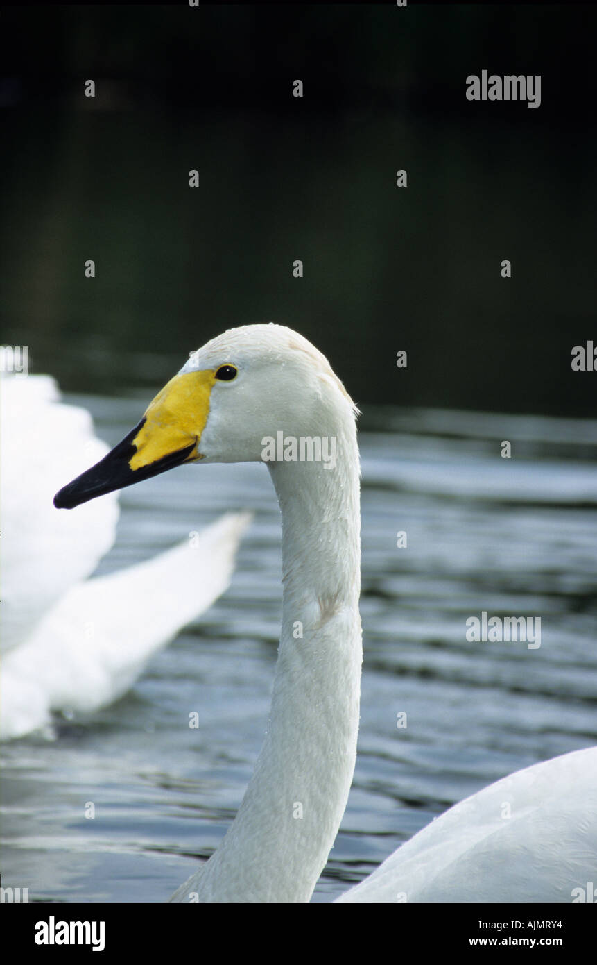 Singschwan, portrait Stockfoto