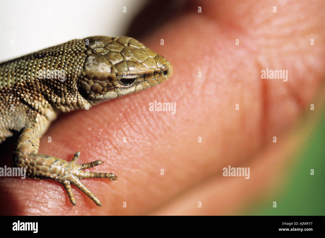 Gemeinen Eidechse, lebendgebärend Eidechse, (Lacerta Vivipara) Stockfoto