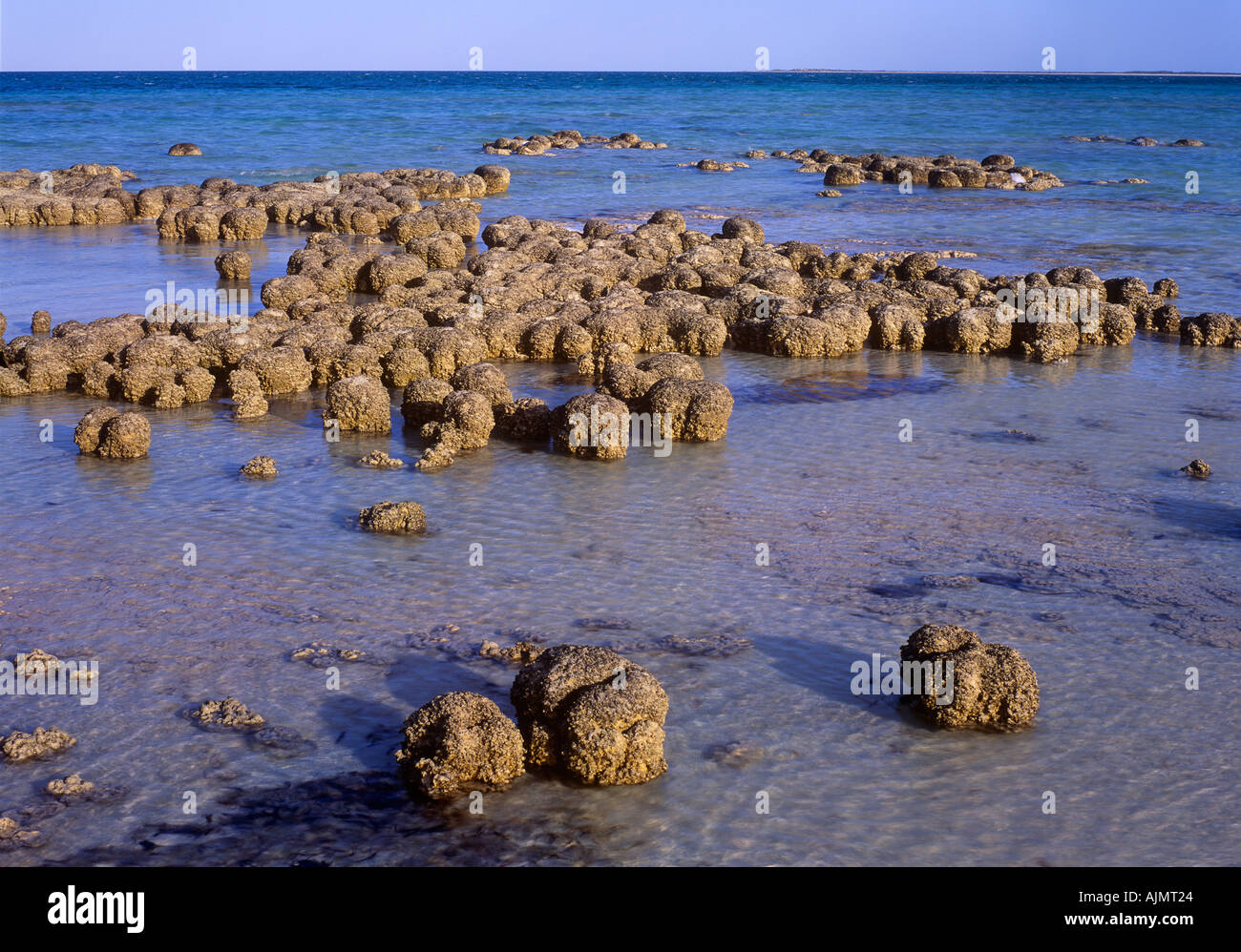 Stromatolithen (lebende Fossilien) sind die ältesten Lebewesen auf dem Planeten Welterbe Shark Bay, Western Australia, Stockfoto