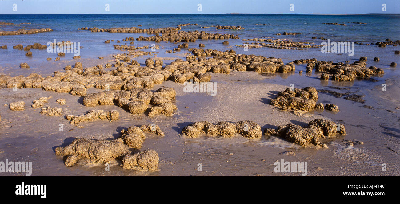 Stromatolithen (lebende Fossilien), Hamelin Pool, Welterbe Shark Bay, Westaustralien, Panorama, Stockfoto