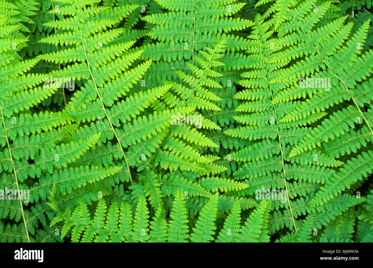 Farn Wedel, USA Stockfoto