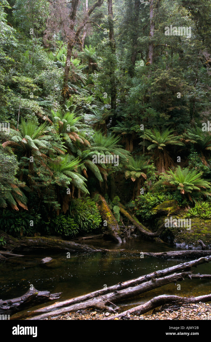 Gemäßigten Regenwald, Styx River, Tasmanien, Australien Stockfoto